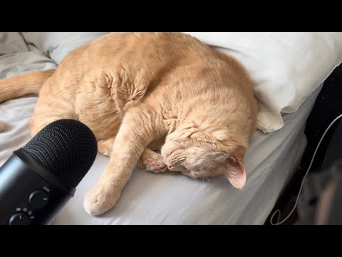 ASMR with my sleepy cat (no talking)