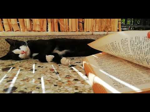 ASMR with my Cat - Relaxing Afternoon Reading 😻