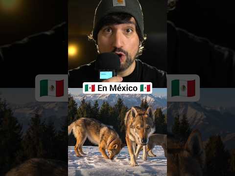 ¿Conoces al perro-lobo mexicano? 🇲🇽