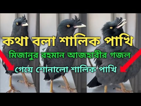The MOST AMAZING Talking Shalik Bird Reciting Ghazal By Mizanur Rahman Azhari