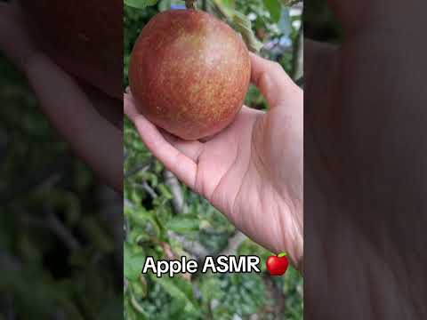 ASMR With My Apple Tree 🍎 #asmrnature #appletree #asmrsounds
