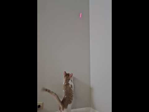 Jaydyn and Spooks Playing with the laser ✨️