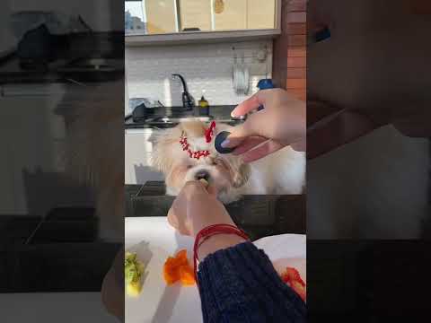 Ayla sendo a estrela do ASMR pet 🐶🥦🍓 #asmr #asmrpets #mukbang #shorts #shortsviral