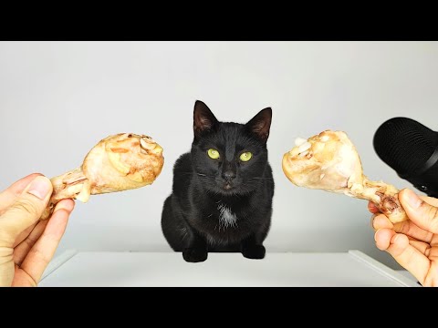 Cat eating Chicken Drumstick ASMR