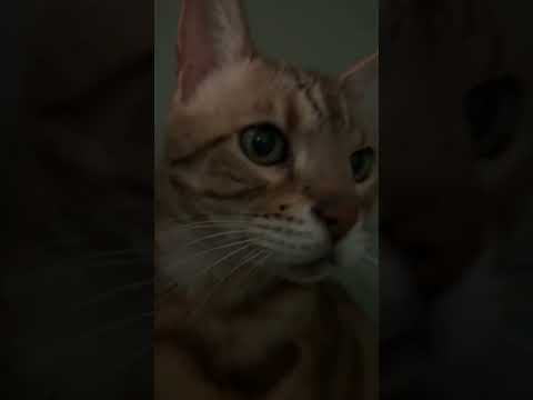 Asmr cat #asmr #asmrlofi