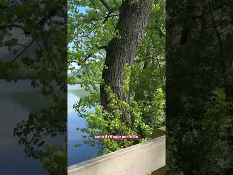 #ASMR VLOG: Lago di Revine 🧚🏻‍♀️ #asmr #nature #asmrwhispering