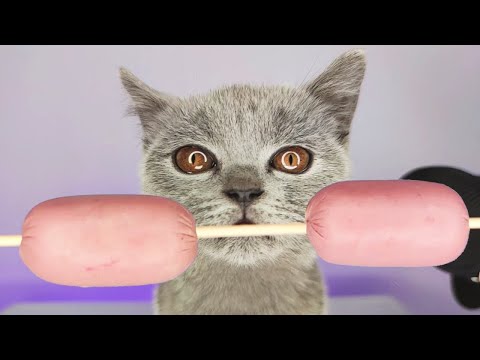 Gray Cat Eating Sausage ASMR