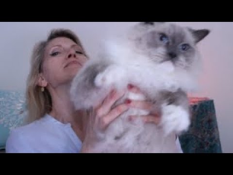 ASMR Kitty Boo 😻