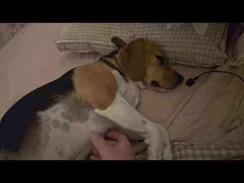 🐶 ASMR Petting a Sweet Beagle ✨ Soothing Sounds & Gentle Touches while raining ⛈️