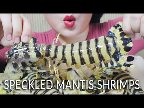 ASMR SPECKLED MANTIS SHRIMPS EXOTIC FOOD  EATING SOUNDS  | LINH-ASMR mukbang linhasmr 먹방