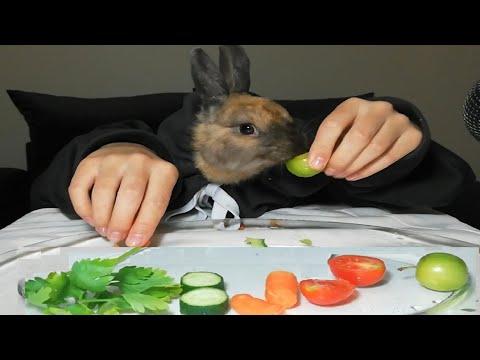 Rabbit Eating Like a Human ASMR