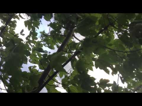 WHISPER👄 from my TREEHOUSE🍃 in the STORM  [ DUTCH ASMR ]