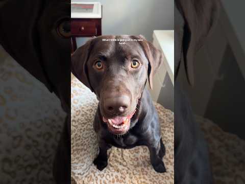 #dogmom #dogsofyoutube #chocolatelab