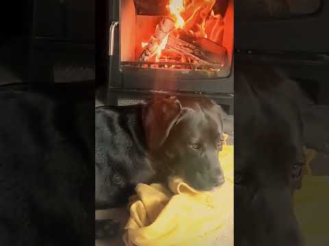 ASMR sleepy doggy curled up by the fire