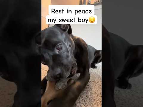RIP my sweet boy 💔 #asmr #dogasmr