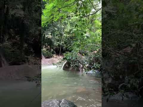 ASMR in the jungle