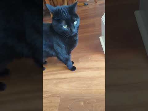 Aggressive Carpet Scratching ASMR #asmr #asmrtriggers #asmrsounds