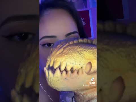 Asmr Dino