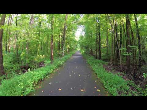 ASMR Hiking Binaural Hiking on a Paved Forest Path with Summer Birds Noises