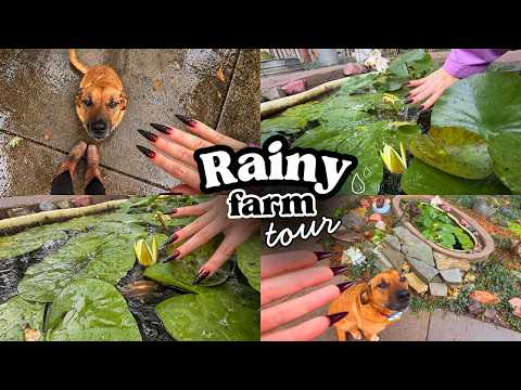 tingle immunity cure w/ rainy day lofi asmr