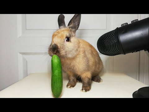 Rabbit eating Cucumber ASMR