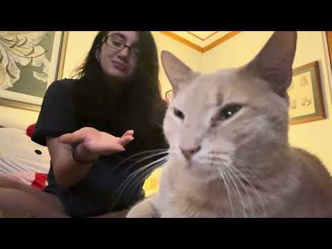 ASMR with my chunky orange cat lofi asmr brushing her and hanging out with the creature