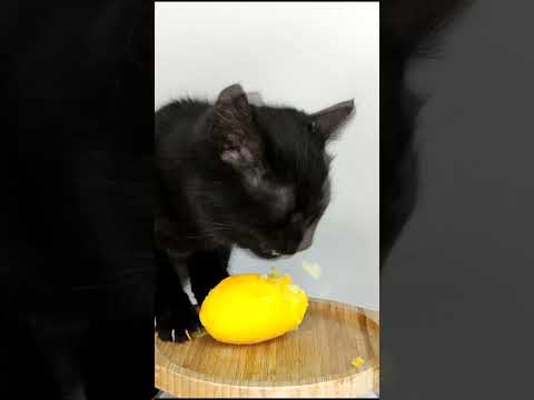 ASMR Mukbang Cat Eating Yellow 💛