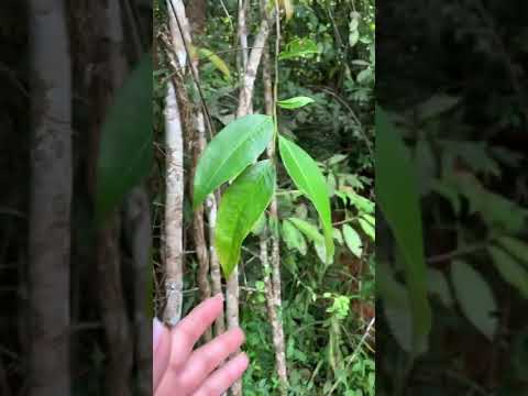 ASMR in the jungle