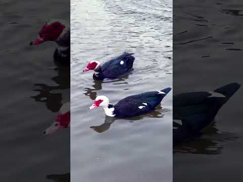 DUCKS SWIMMING🤍SNOWY DAY🤍#ducks