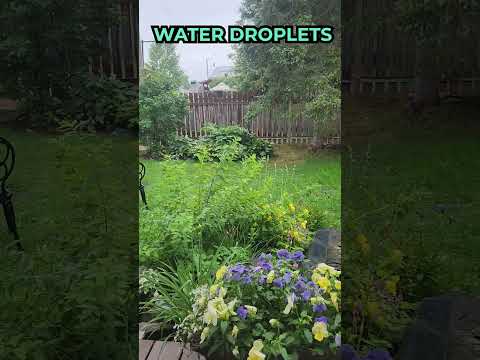 Rain & Whispers In The Garden ASMR