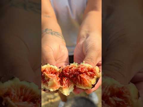 Recolectando higos, ya me sigues ? #asmr #asmrcommunity #love #relax #nature #youtubeshorts #jingles