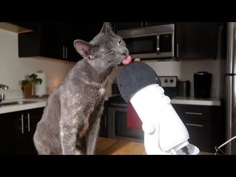 Kitty ASMR