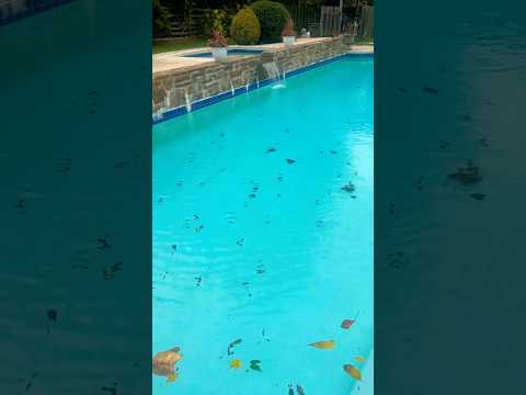Calm Fall Swim with the Leaves #relaxing #swim #asmr #fall #splash