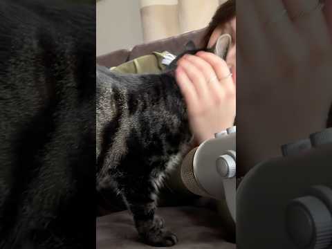 I‘ve just recorded the MOST ADORABLE ASMR video with Simba.