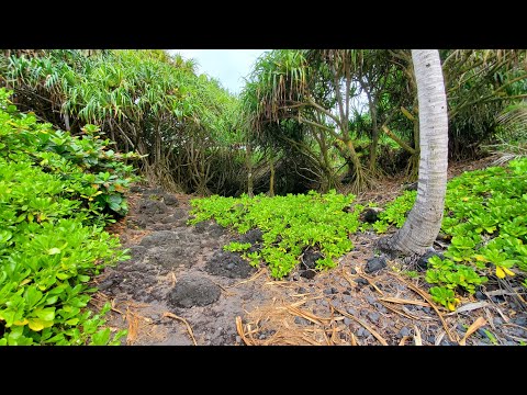 Exploring a Path at Black Sand Beach