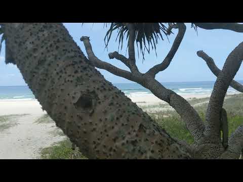 Ocean and Earth ASMR🌊🌿 Appreciating the Beauty of Gaia🌱🌀