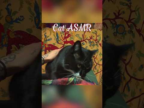 ASMR with my cat #asmr #cat #cutecat #relaxation #deepsleep