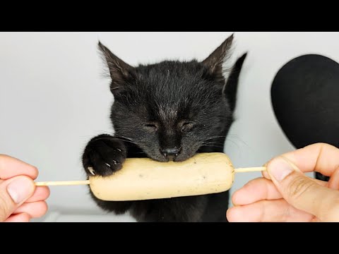 Black Cat Eating Sausage ASMR