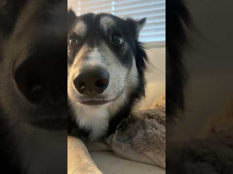 CRUNCHY ICE ASMR 🧊 #asmr #puppy