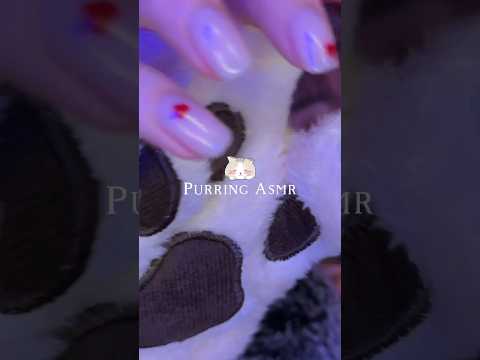 Purring Asmr always a good idea 😍 #purring
