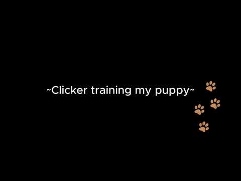 Clicker training my puppy [m4a] [ASMR] [good puppy] [praise] [headrubs]