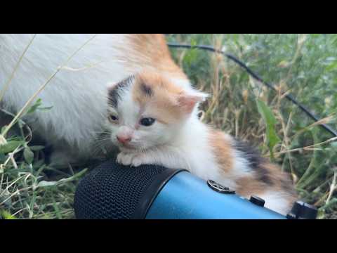 baby kitten with mama cat gentle asmr