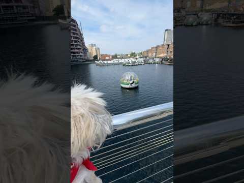 Taking my elderly dog to Canary Wharf on the Elizabeth Line