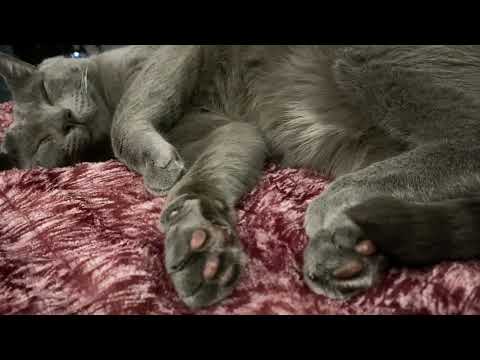 Cat ASMR eating, playing, & sleeping [Paco]