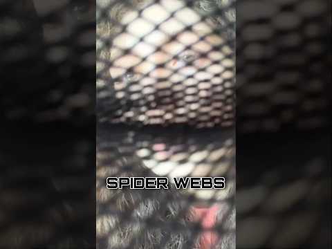 ASMR SPIDER WEBS #asmr #relax #asmrtriggers #shorts