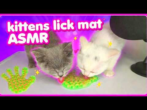 Cute Kittens Lick Mat ASMR | Satisfying Eating & Licking Sounds