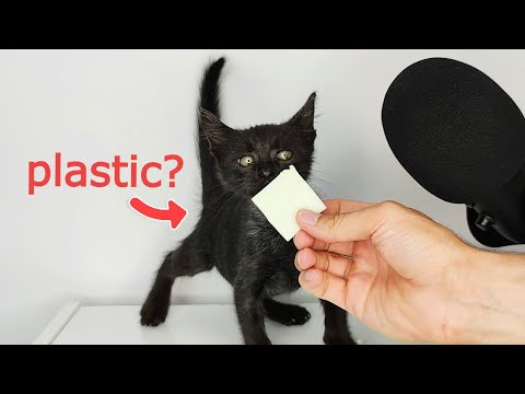 Kitten eating Plastic ASMR ?