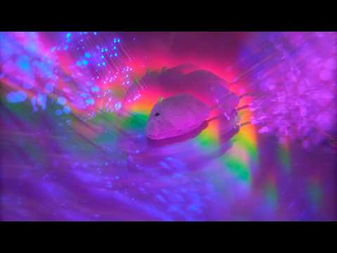 🐈 Cat ASMR for SleePSPSPS (Layered Sounds, Personal Attention, You're a Cat, Trippy Visuals)