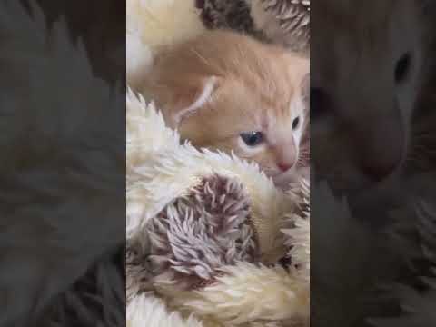 #shorts Asmr with kitty 🐱