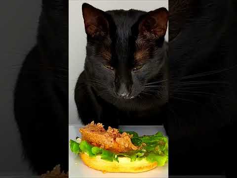 CAT ASMR 🍔